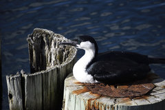 Phalacrocorax fuscescens