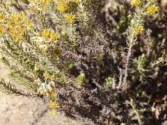 Helichrysum hamulosum