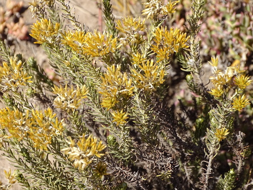 Image of Helichrysum hamulosum by (c) Shaun Swanepoel, some rights reserved (CC BY)