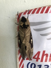 Lophostethus dumolinii