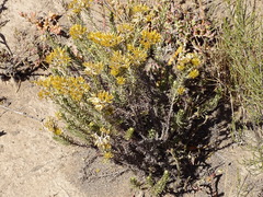 Helichrysum hamulosum
