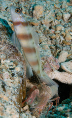 Alpheus ochrostriatus