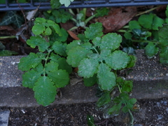 Erysiphe macleayae