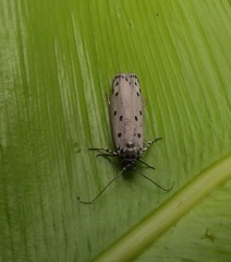 Ethmia heptasema