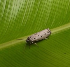Ethmia heptasema
