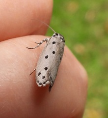 Ethmia heptasema
