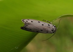 Ethmia heptasema