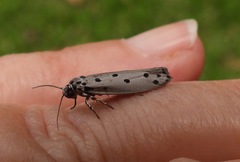 Ethmia heptasema