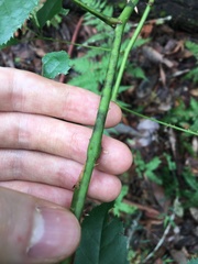Rubus nebulosus