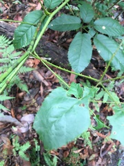 Rubus nebulosus