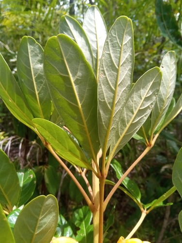 Vitex chrysomallum image