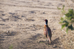 Phasianus colchicus torquatus