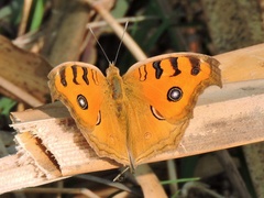 Junonia almana