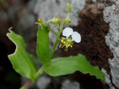 Aneilema dregeanum