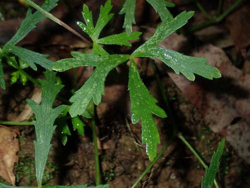 Image of forest pennywort by (c) Thomas Mesaglio, some rights reserved (CC BY)
