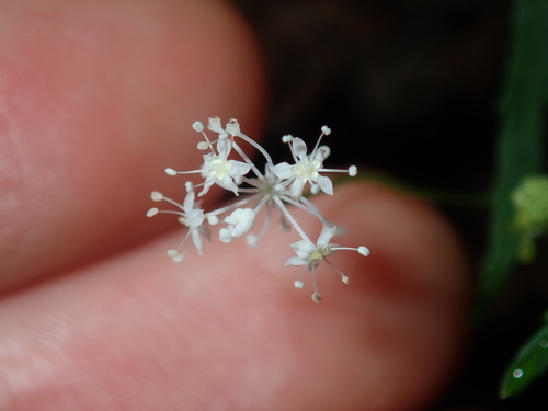 Image of forest pennywort by (c) Thomas Mesaglio, some rights reserved (CC BY)