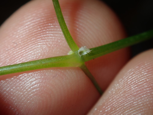Image of forest pennywort by (c) Thomas Mesaglio, some rights reserved (CC BY)