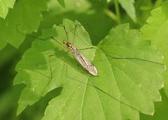 Nephrotoma flavipalpis