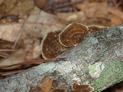 Gloeophyllum striatum