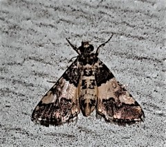 Nacoleia mesochlora