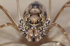 Platybunus pinetorum