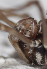 Platybunus pinetorum