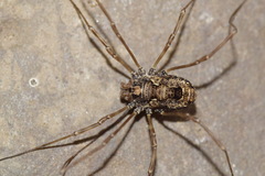 Platybunus pinetorum