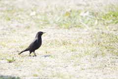 Turdus mandarinus mandarinus