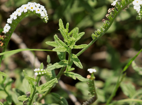 Image of Heliotropium steudneri by (c) Wynand Uys, some rights reserved (CC BY)