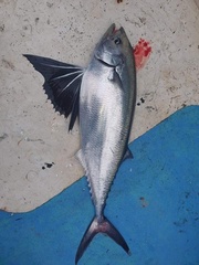Butterfly Kingfish photo 1