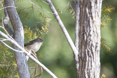 Phylloscopus fuscatus fuscatus