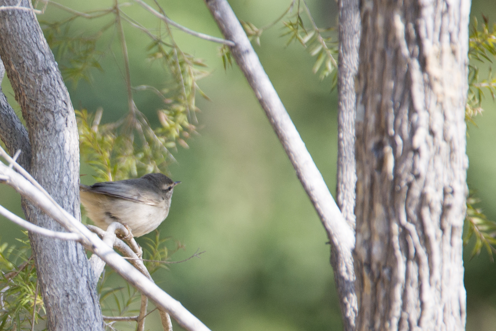 Phylloscopus fuscatus fuscatus