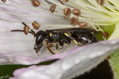 Hylaeus confusus