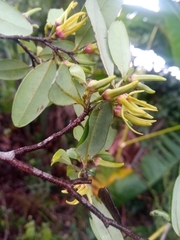 Xylopia buxifolia image