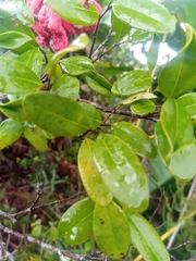 Xylopia buxifolia image