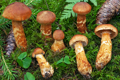 Cortinarius rubellus