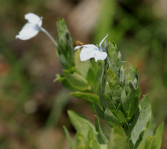 Ecbolium glabratum