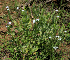 Ecbolium glabratum