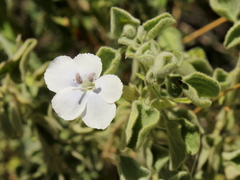 Barleria heterotricha