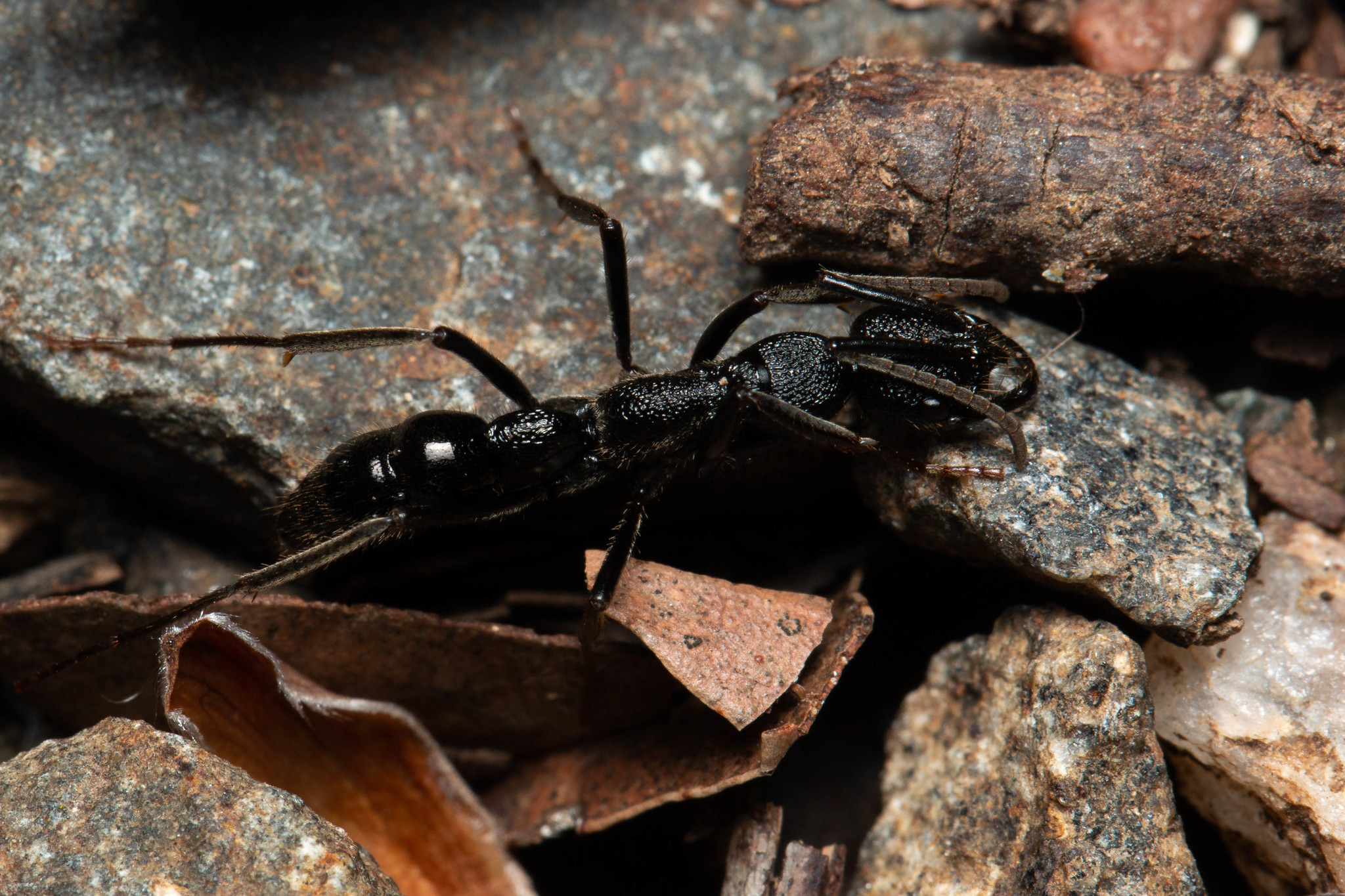 Leptogenys sjostedti