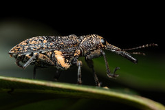 Isacantha rhinotioides