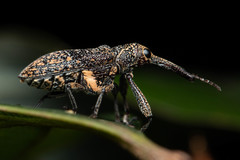 Isacantha rhinotioides