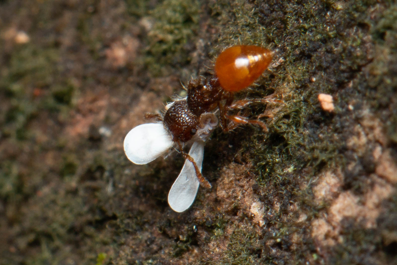 Meranoplus minor