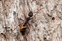 Dolichoderus extensispinus