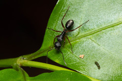 Camponotus hartogi