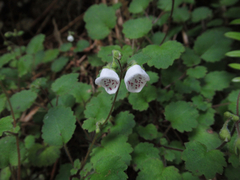 Jovellana repens