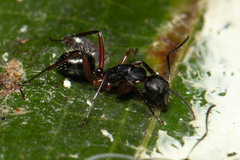 Camponotus hartogi