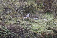 Columba leuconota