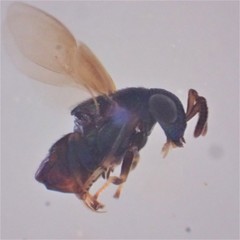 Eugahania fumipennis