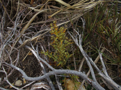 Aciphylla hookeri